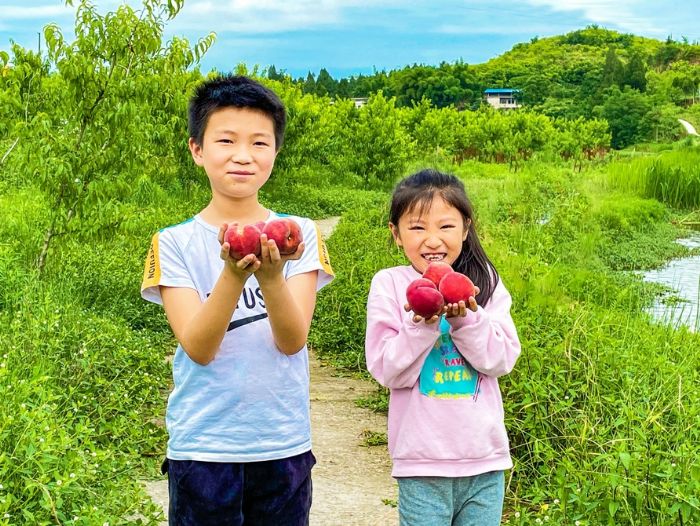 龙滩村水晶蜜桃喜获丰收。
