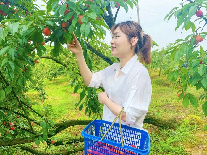 游客采摘李子。
