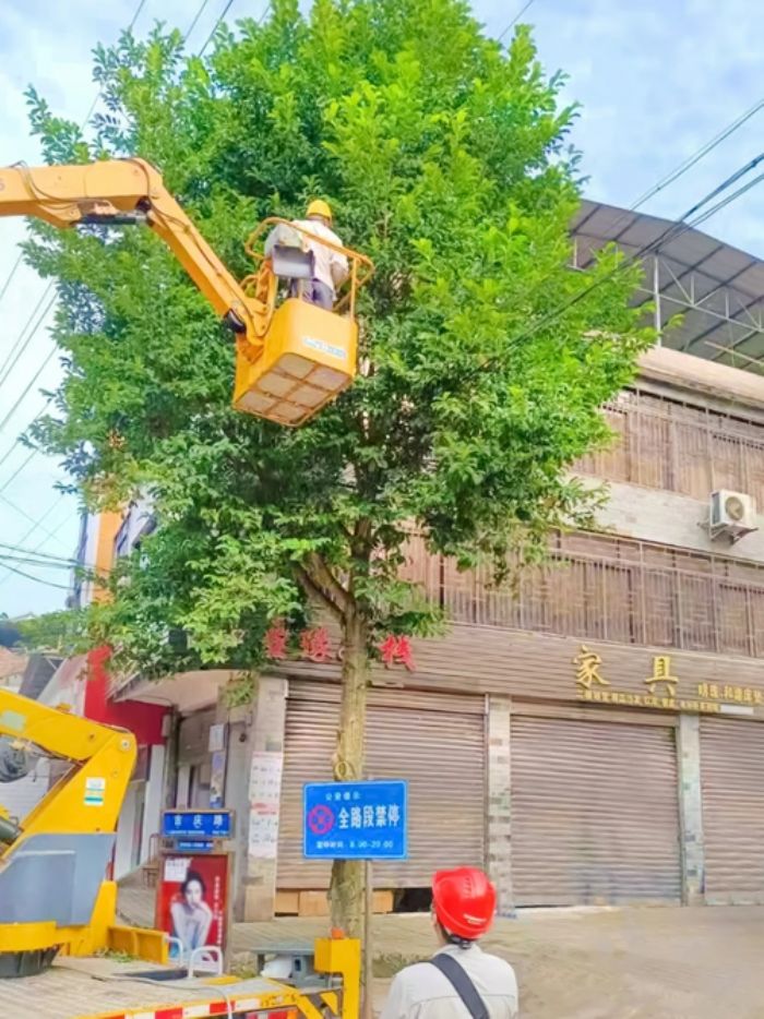 崇龛镇组织工作人员给行道树“理发”，消除安全隐患。
