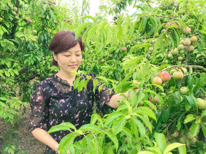 游客采摘茵红李。
