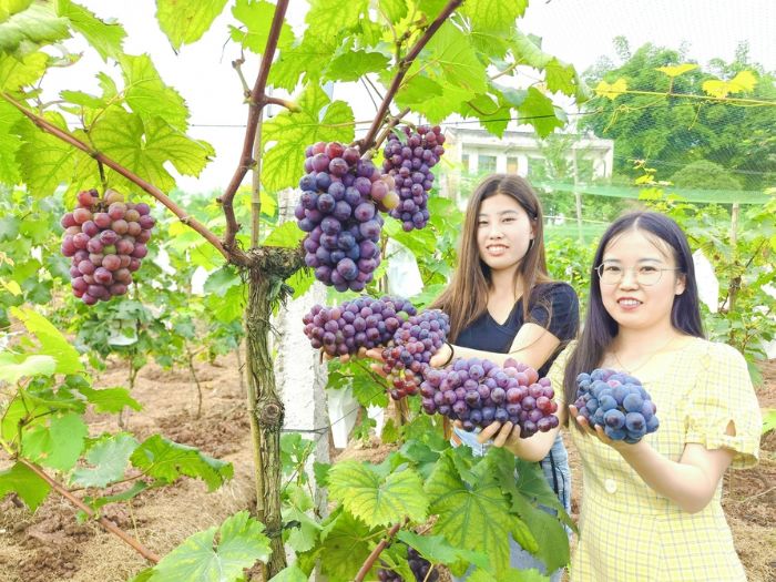 市民采摘葡萄。
