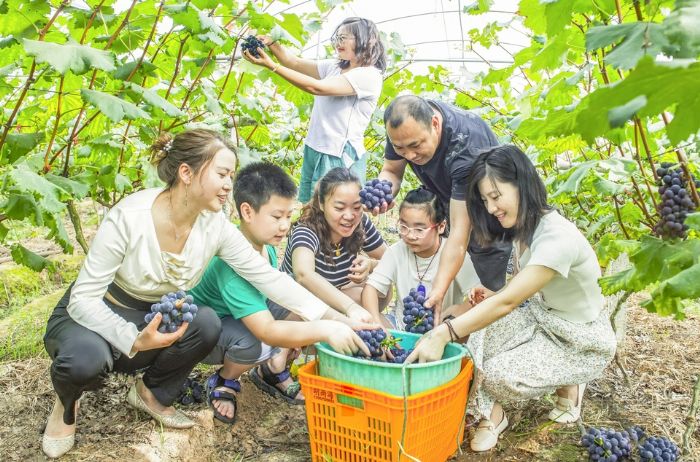 　　太安镇灌坝村丰野生态葡萄基地流转土地129亩，种植的无公害生态葡萄品种有美人指、夏黑等大家喜爱的名优品种，葡萄没有喷洒农药，采摘下来就可以直接放入口中品尝；产品畅销川渝周边市场。基地还带动该村剩余劳动力40余人就业。图为市民正体验采摘的乐趣。
　　特约摄影杨毅
