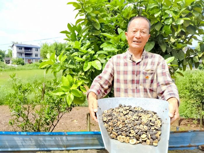 村里发展枳壳种植，廖成全展示晒干后的枳实。
