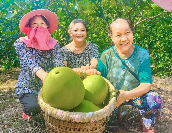 蜜柚喜获丰收。
