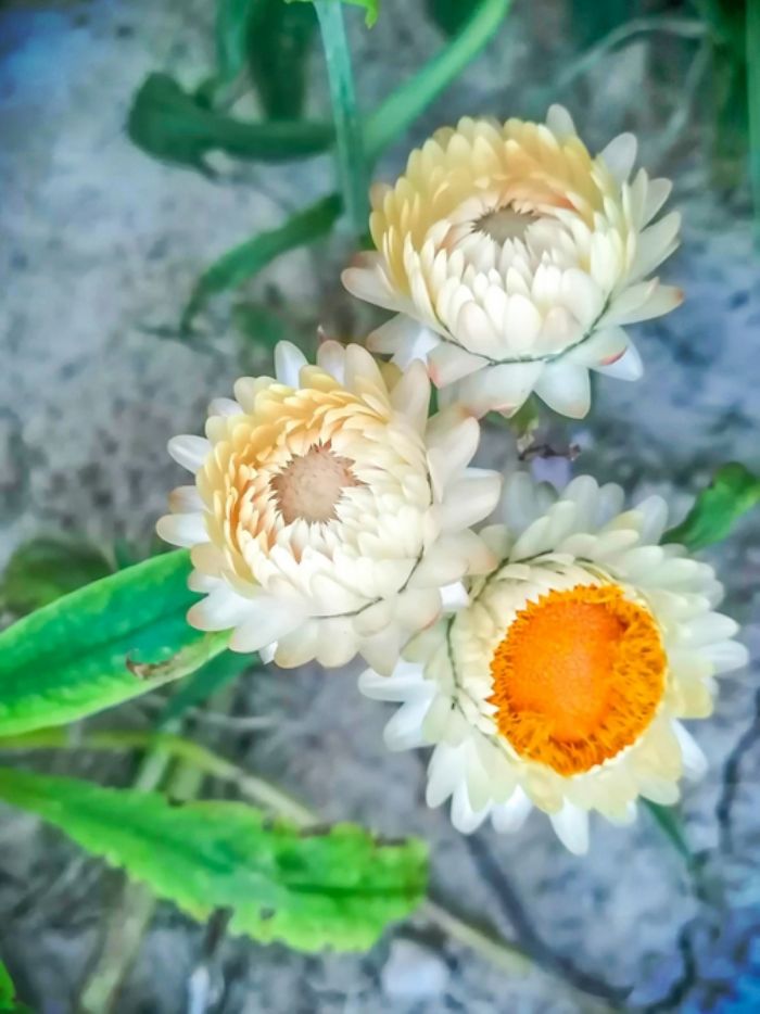 繁花锦簇。
