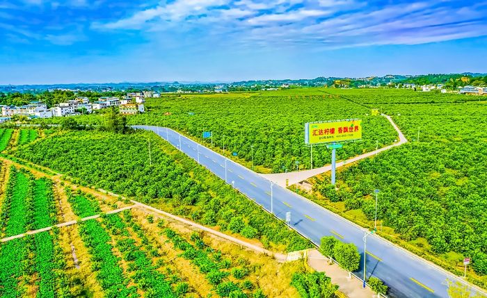 柏梓万亩柠檬基地。 特约摄影王华侨
