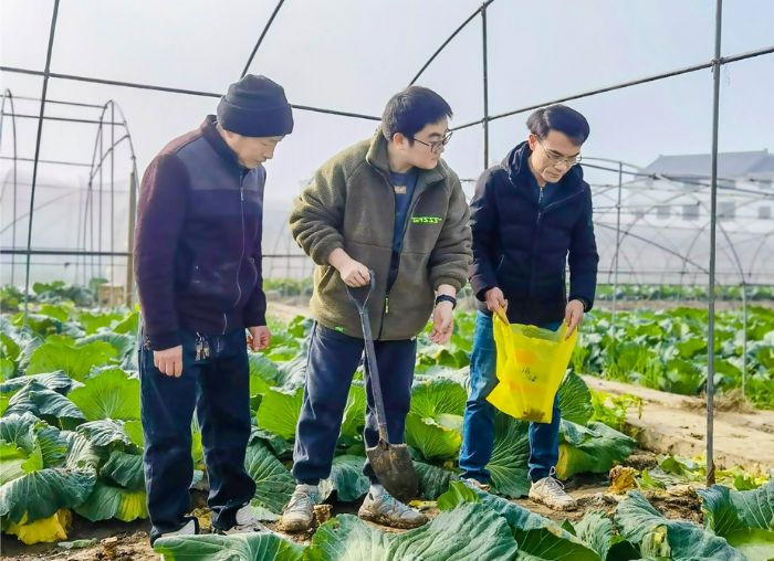 西南大学、区农业农村委专家对甘蓝进行产量测算。
