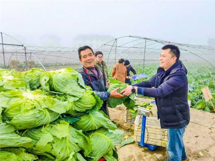 甘蓝丰收，菜农脸上露出了幸福的笑容。
