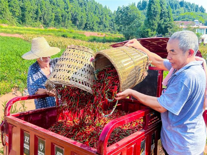 辣椒大丰收，村民喜开颜。
