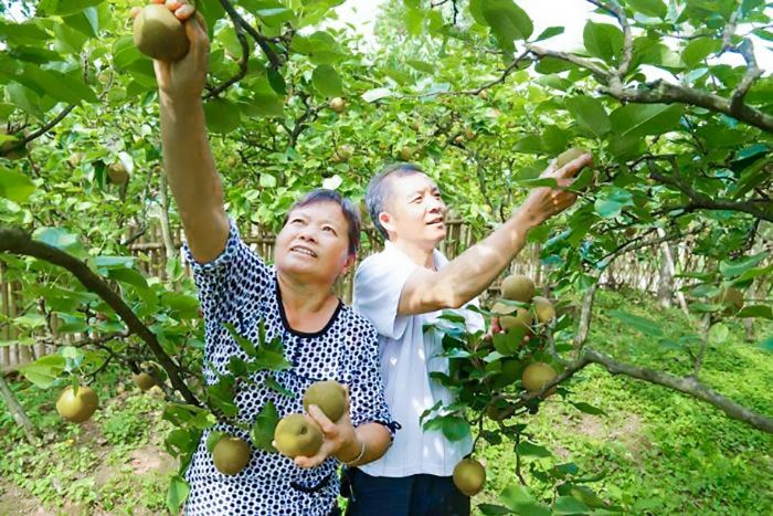 蜜梨丰收梨农忙。
