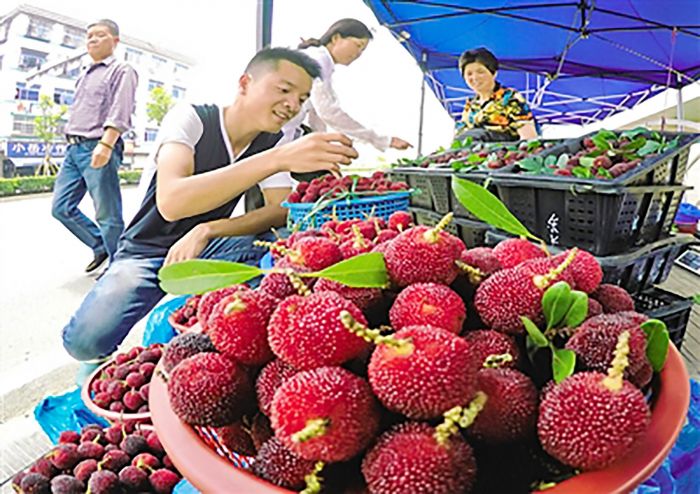 市民选购新鲜杨梅。
