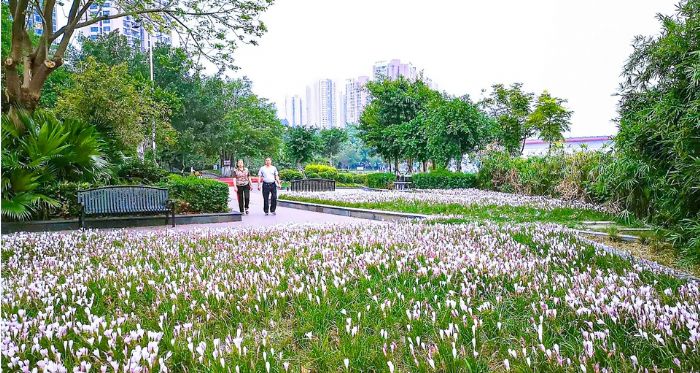 　　市民在健身步道上散步。特约摄影卜寿林

