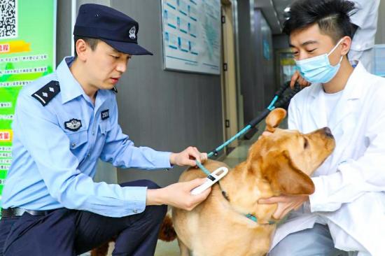 公安民警配合兽医为无主犬体检。